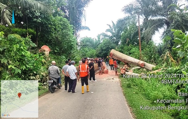 Tidak Pakai Lama, Usai Terima Laporan  Masyarakat, Pohon Tua Langsung Ditebang BPBD Bengkulu Selatan
