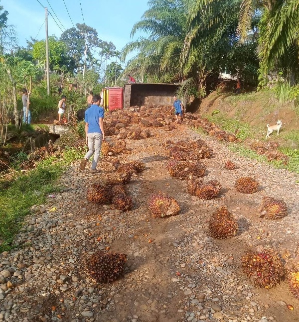 Kelapa Sawit Berserakan, Truk  Terguling di Tanjung Alai