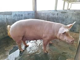 Ini Cara Mengidentifikasi Makanan yang Mengandung Minyak Babi