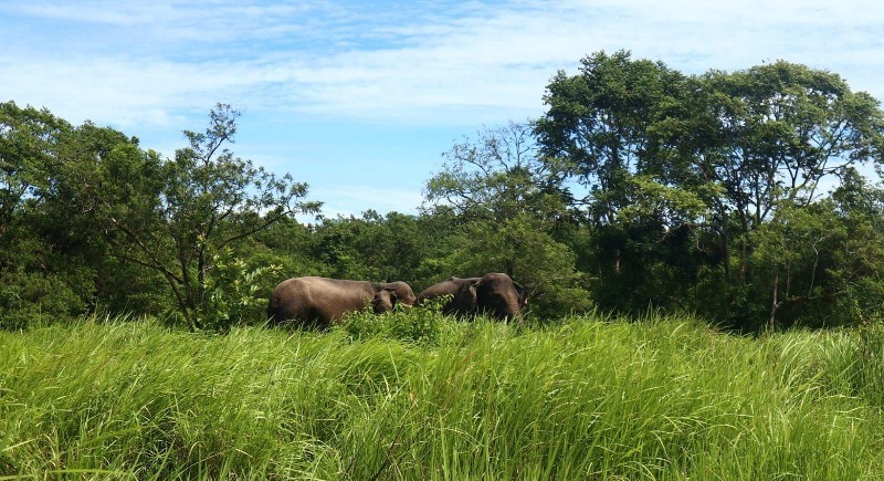 Desak Penegak Hukum Bongkar Jaringan Pemodal Perusak Habitat Gajah Sumatera