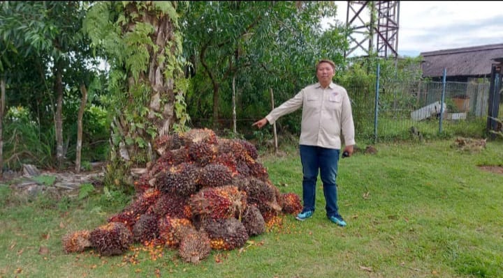 Warga Air Putih Ditangkap Ambil 1,5 Ton Sawit, 2 Masuk DPO