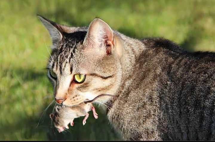 Ini 2 Alasan Kucing Membawakan Tuannya Hewan Mati, Seperti Tikus ataupun Serangga, Bukan Karena Lapar