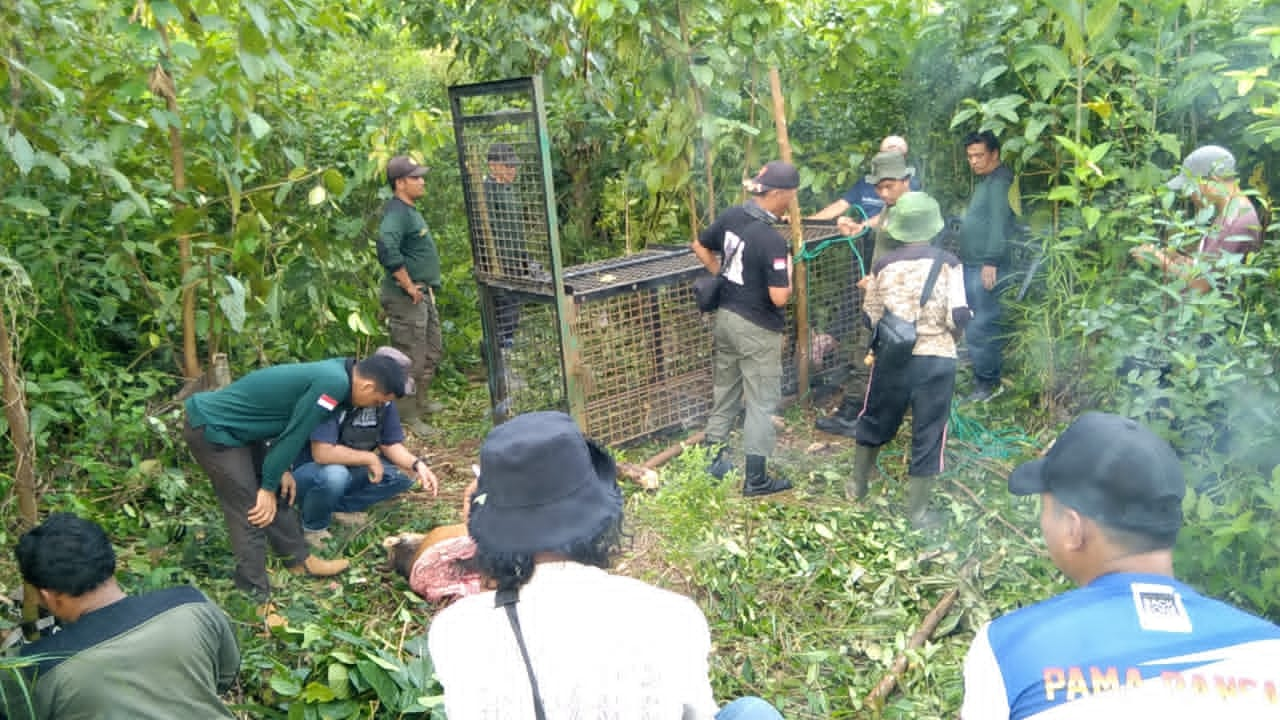 Jika Harimau Terus Berkeliaran di Area  Perkebunan, Tindakan Ini Akan Dilakukan