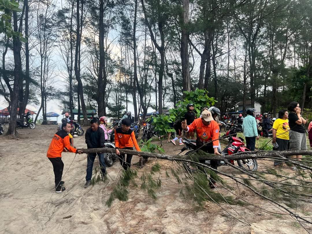 Pemprov Bengkulu Antisipasi Kejadian Pohon Pantai Panjang Tumbang Menimpa Pengendara Terulang 