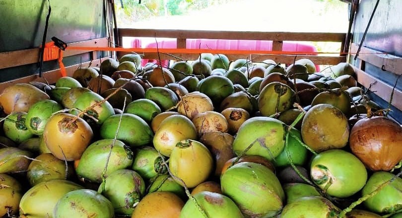 Stok Menipis, Harga Buah Kelapa Melonjak Naik di Seluma