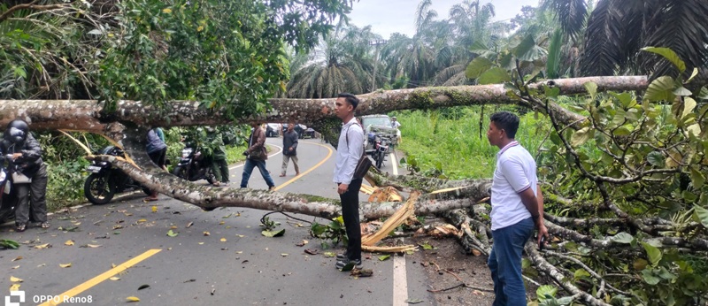 Aliran Listrik Padam, Pohon Tumbang Tutup Jalan di Desa Air Latak