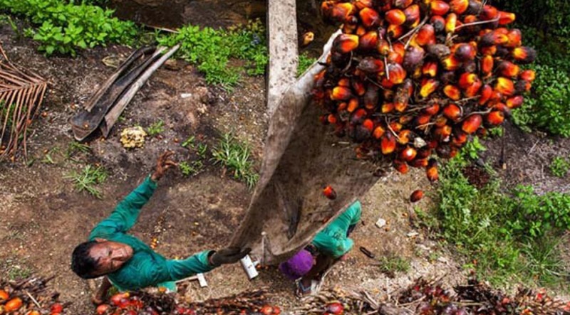 Walau Tak Signifikan, Harga TBS Kelapa Sawit Kini Mulai  Membaik di Bengkulu Tengah