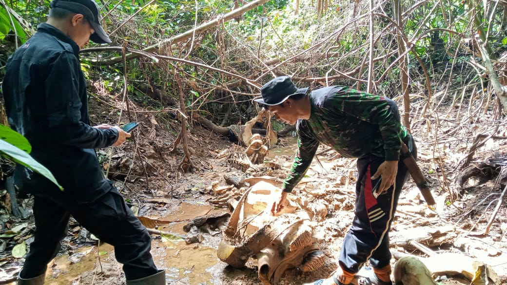 Keselamatan Habitat dan Populasi Gajah Sumatera di Bentang Alam Seblat Bengkulu Makin Terancam 