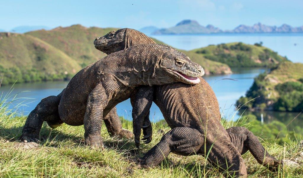 7 Lokasi Wisata Alam di Provinsi NTT yang Indah dan Bisa Dijadikan Tempat Liburan Baru Lihat Komodo Berjemur