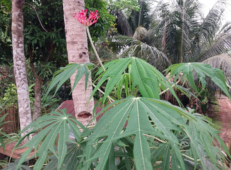 Ini Manfaat Tanaman Getah Betadine Bagi Warga Bengkulu