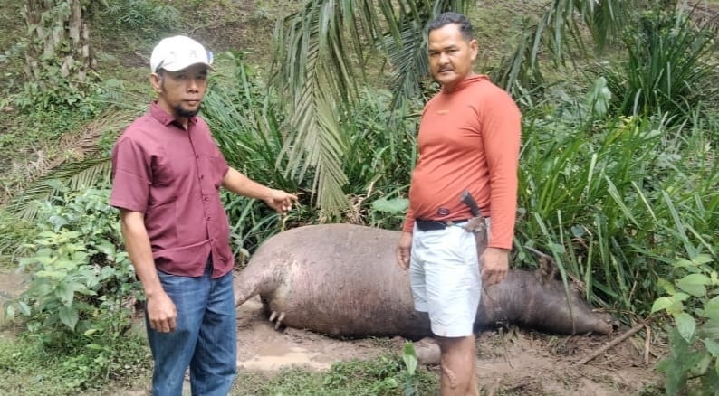  Penyakit Ngorok Menyerang Ratusan Kerbau di Termang Jaya Mukomuko