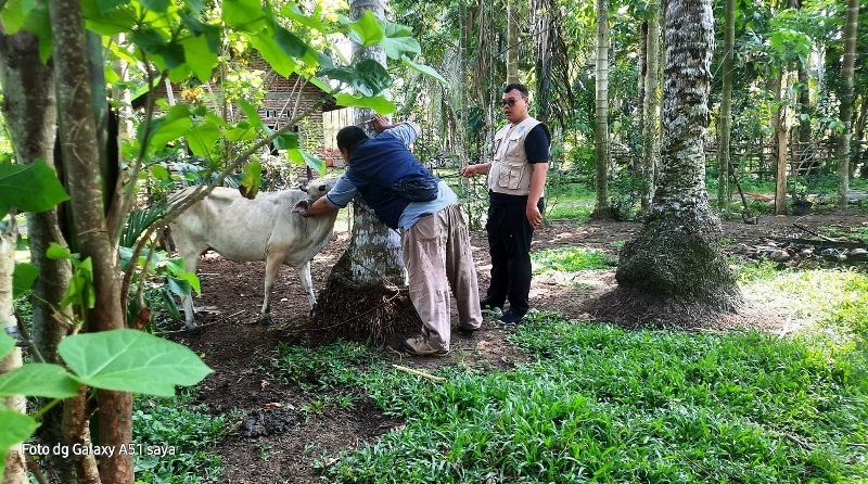 Dinas Pertanian Kaur Berikan  1.000 Dosis Vaksin Untuk Pencegahan Penyakit Ngorok pada Sapi dan Kerbau