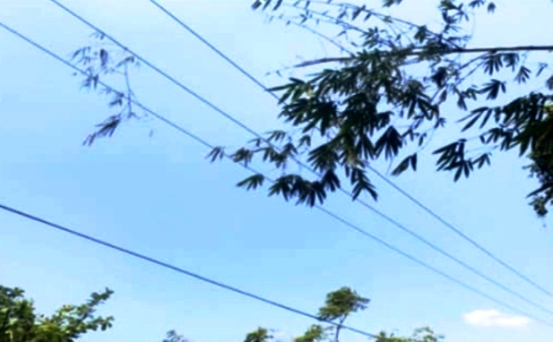 Warga Tebang Bambu, Timpa Jaringan listrik Tegangan Tinggi, Lima Kecamatan di Kaur Heboh dan Merugi  