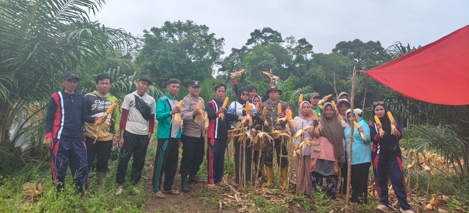 Desa Air Long Panen Jagung Ketahanan Pangan