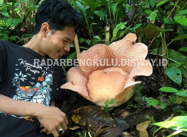 Sebelum Disebut Bunga Rafflesia, Ini Nama Lokalnya