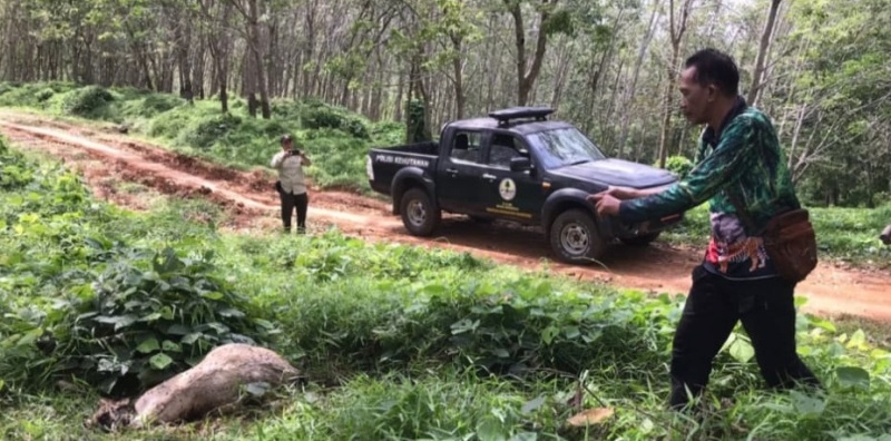 BKSDA Bengkulu Pasang Perangkap Harimau di Padang Pelawi Seluma