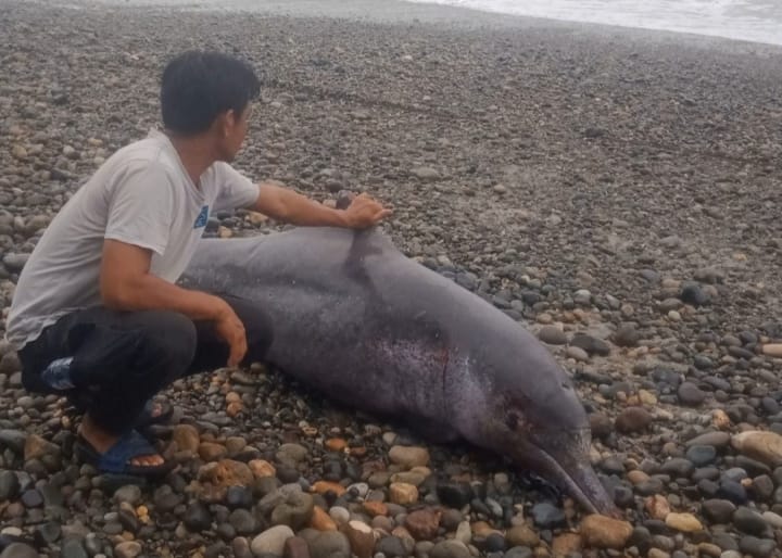 Lumba-lumba Terdampar di Pantai Air Punggur Mukomuko 