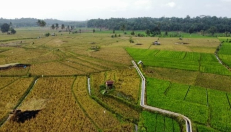  Setelah Gagal Panen, 6.000 Hektar Sawah Petani Seluma Diusulkan Bantuan Benih Padi