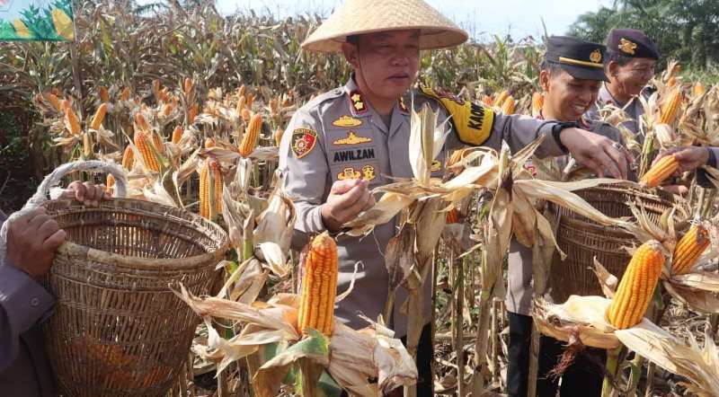  Kapolres Bengkulu Selatan Panen Raya Jagung