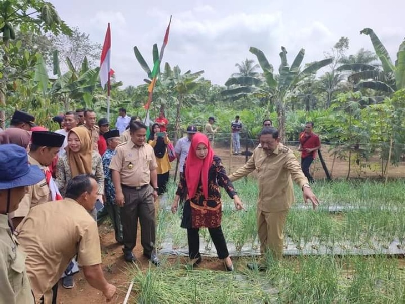 Bupati Mian Bersama Ketua TP PKK Bengkulu Utara Panen Bawang Merah 