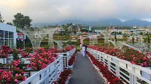 Indahnya Taman Bunga Celosia: Tempat Wisata di Semarang yang Memiliki Pemandangan Khas dari Pegunungan