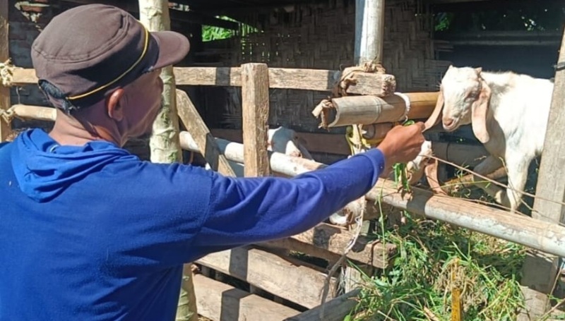 Kawinkan Kambing, Kambing Jantan Tetangga Hilang 