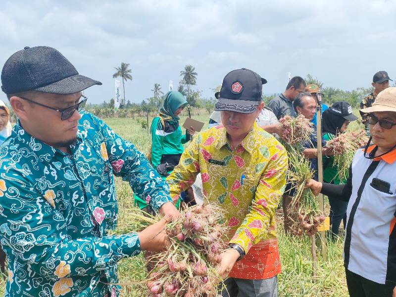 Sukses, Panen Raya Bawang Merah di Padang Siring Hasilnya Diatas 10 Ton Perhektar