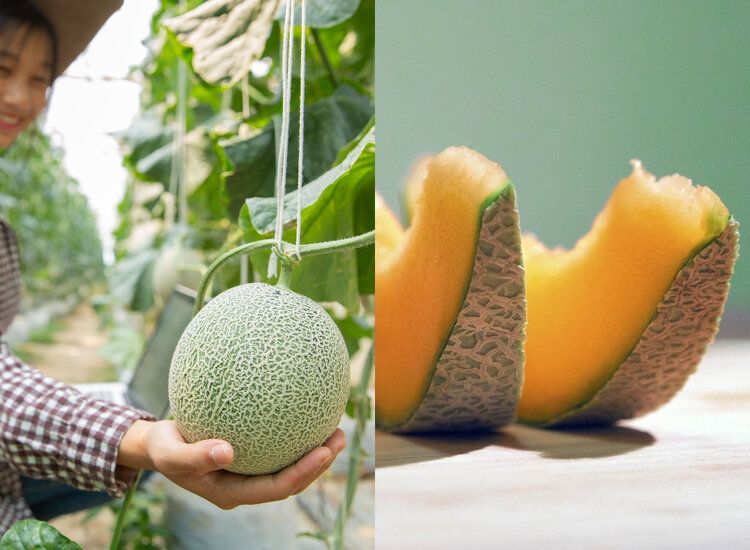 Kulit Melon Jangan Dibuang, Ternyata Bermanfaat untuk Kecantikan