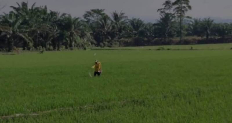 Petani Seluma, Kebutuhan Pupuk Terus Meningkat