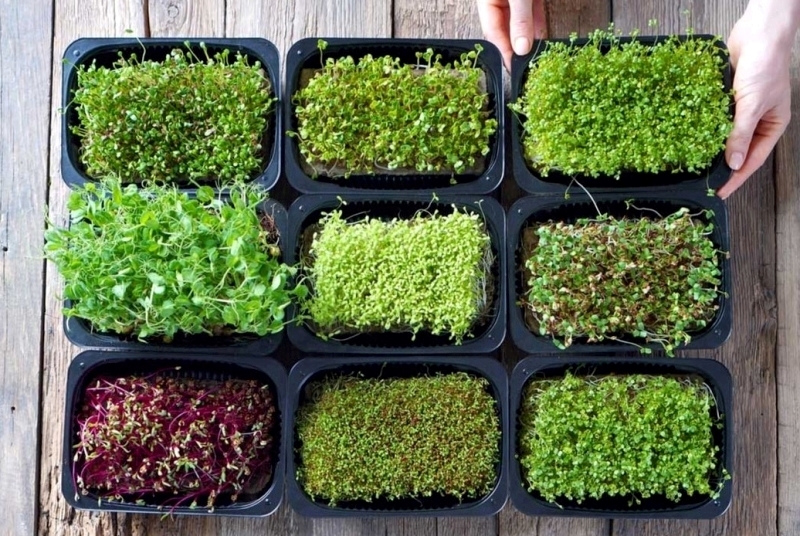 Ini Cara Mudah Menanam Microgreens di Apartemen, Bisa Panen Sayur Sehat dalam 7 Hari