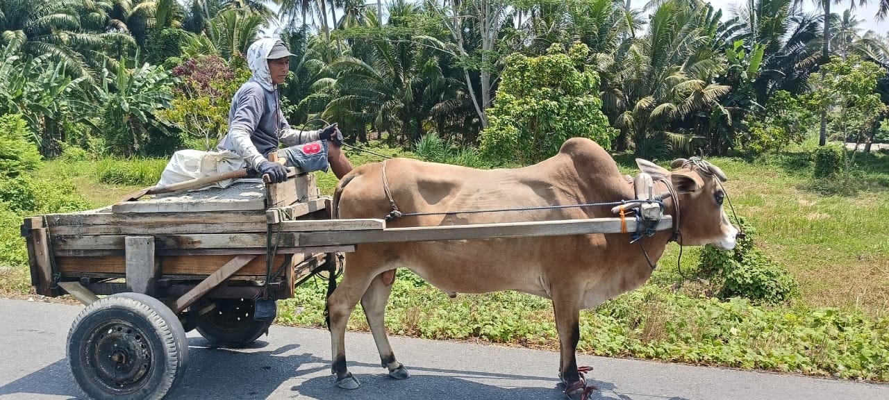 Tahukah Kamu, Gerobak Sapi Benggala Jadi Alat Transportasi Populer Tahun 50 an