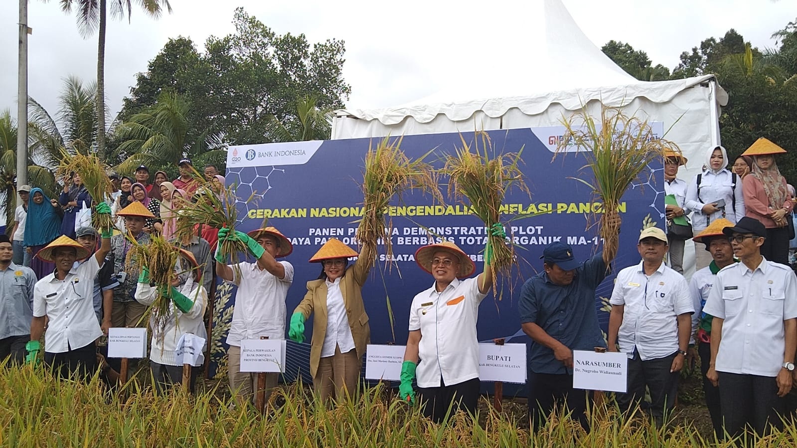 Panen Perdana Demplot Pertanian Berbasis MA11 Hasilnya Luar Biasa