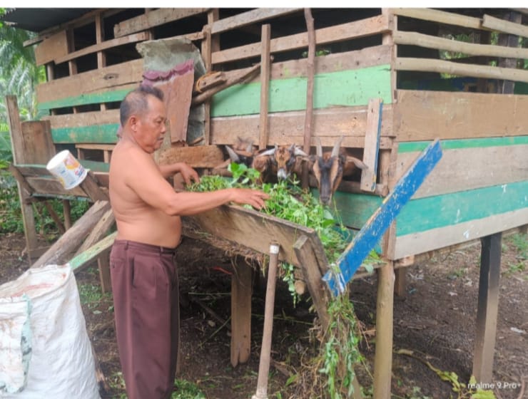 Kambing Kurban Penjaga Sekolah di Seluma Hilang 