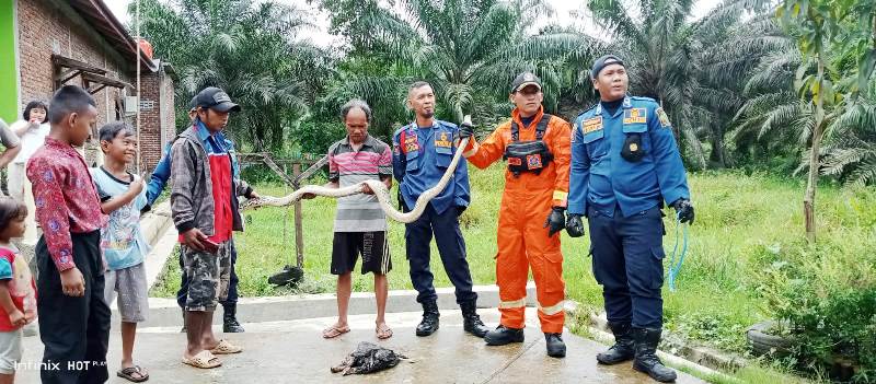 Warga dan Petugas Damkar Kota Bengkulu Tangkap Ular Piton 2 Meter