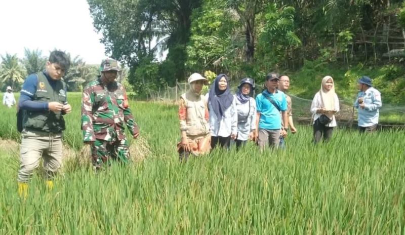 Babinsa Berikan Solusi  Pengendalian Hama Wereng yang Ampuh kepada Petani  Tanjung Raman