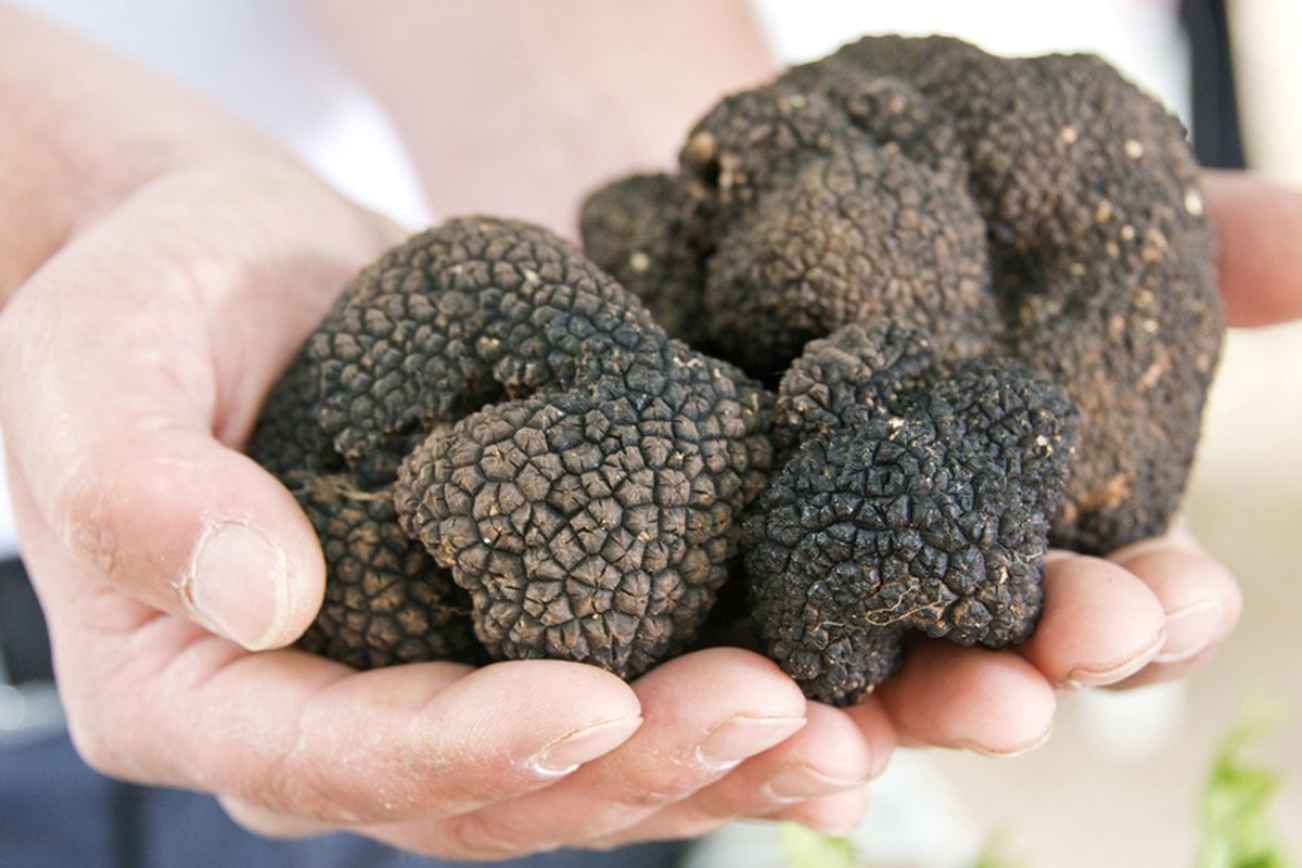 Truffle Jamur Termahal di Dunia, Apa Saja Manfaatnya Untuk Kesehatan?