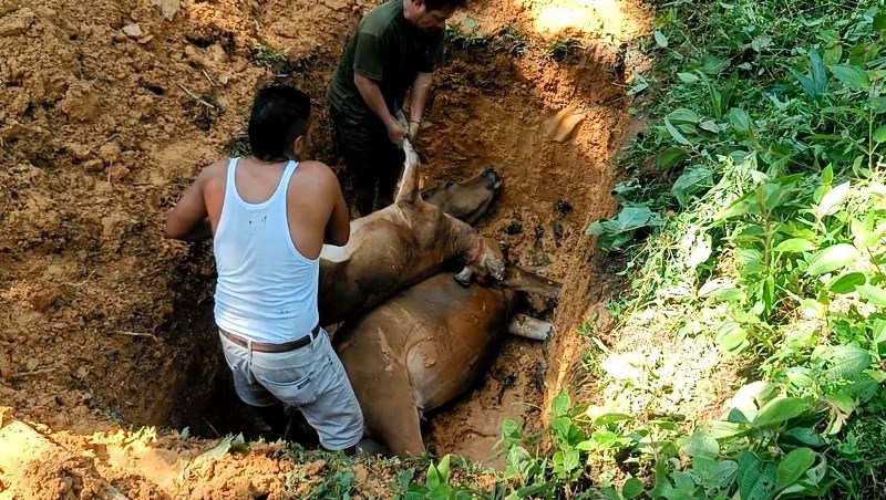 Dua Ekor Sapi Mati Tersambar Petir di Seluma, Kelompok Peternak Sapi Rugi Rp 15 Juta