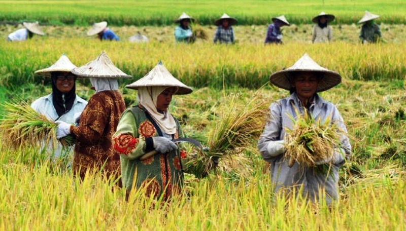 Bengkulu Tengah  Siap Sukseskan Program Swasembada Pangan