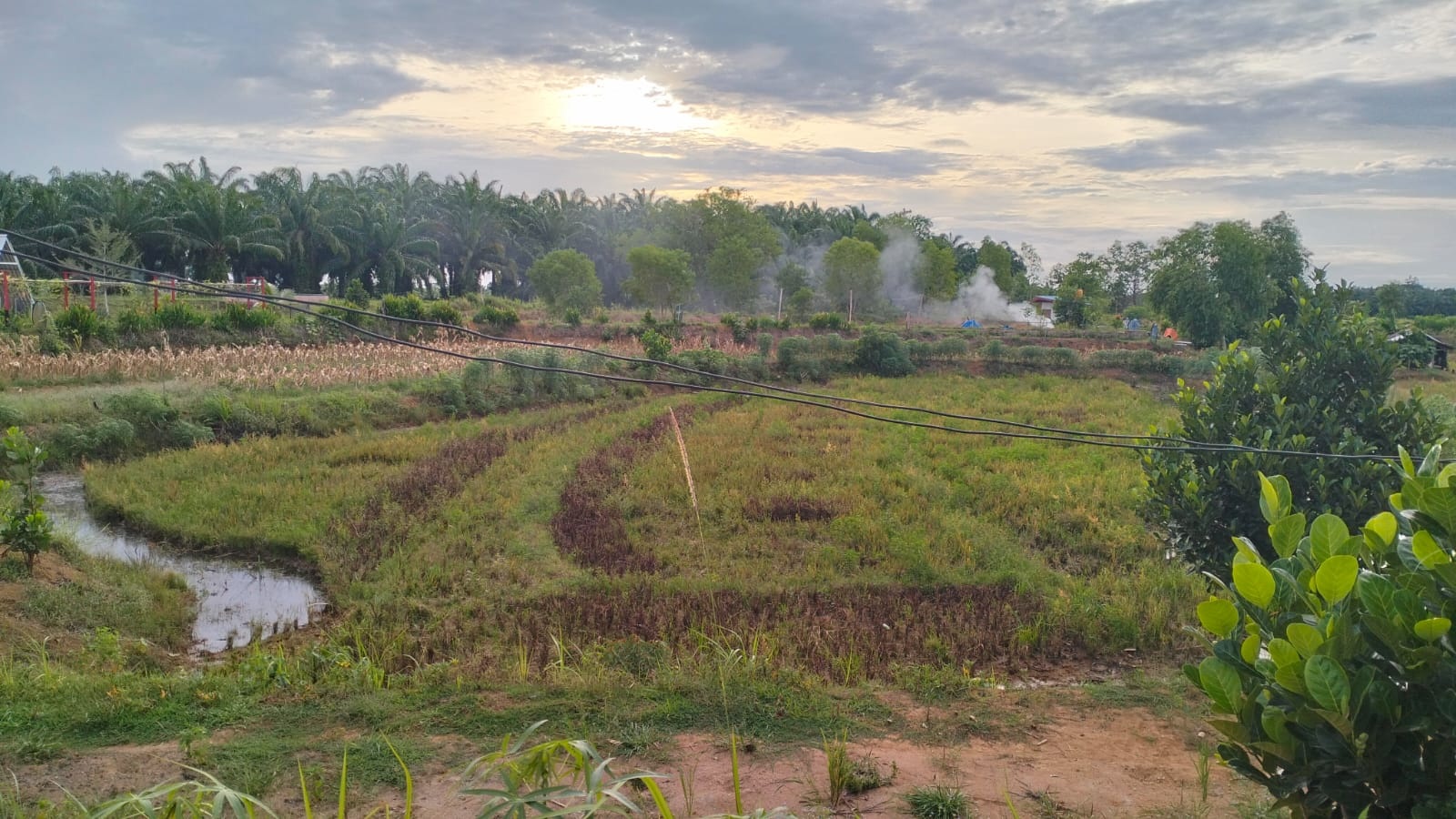  Ribuan Hektar Lahan Persawahan Daerah Irigasi Sayap Kiri Bendung Manjunto Tidak Digarap