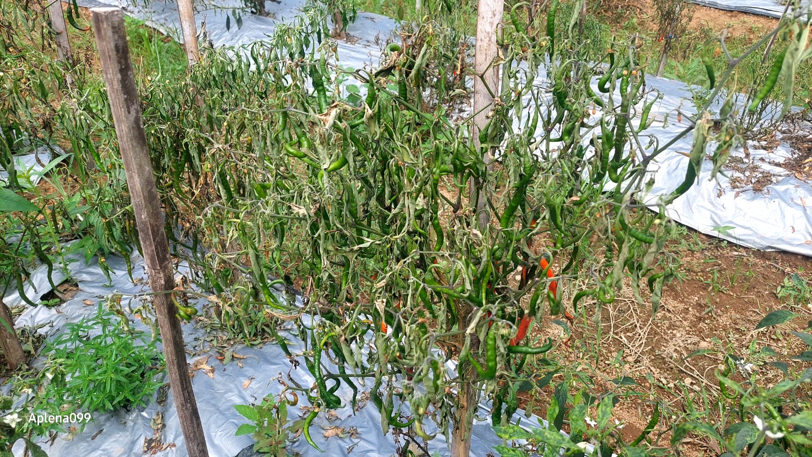  Waduh Sayang! Harga Cabai Lagi Mahal, Tanaman Cabai Petani Mukomuko Malah Layu dan Mati