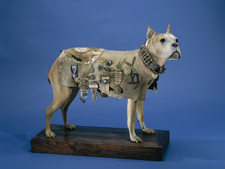 Sergeant Stubby : Pahlawan Anjing Pertama Amerika, 17 Kali Ikut Pertempuran