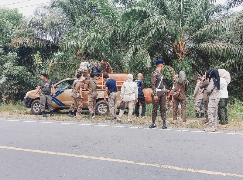 Satpol PP Bengkulu Selatan Tertibkan 10 Ekor Sapi Warga  yang Sedang Menikmati Hasil Pembangunan