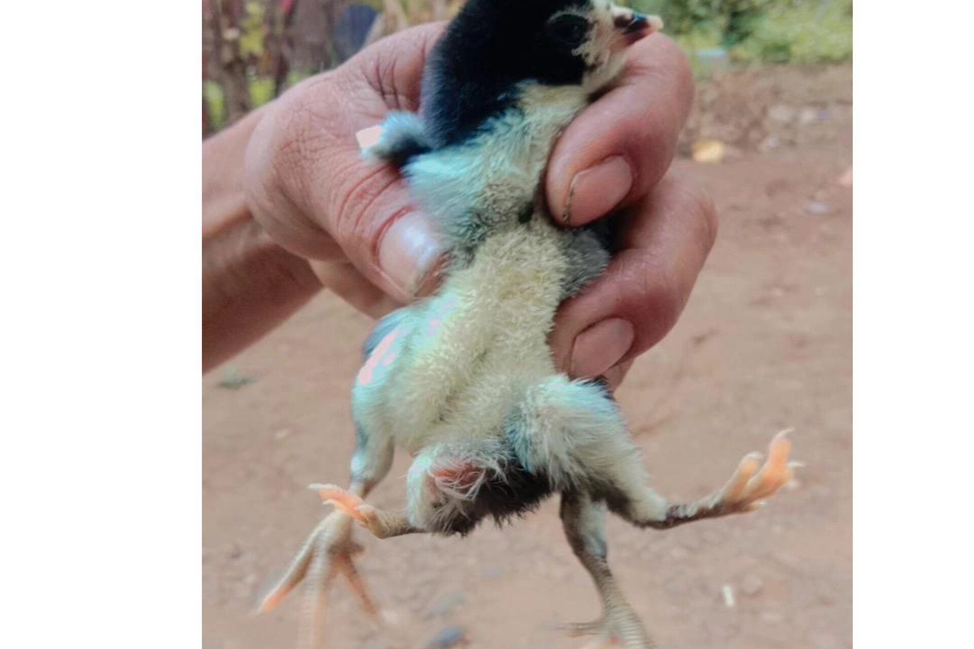 Unik! Ada Ayam Berkaki 4 di Kabupaten Seluma Bikin Heboh Warga 