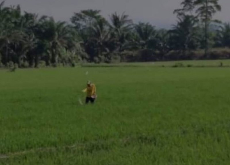 Terbesar Kedua, Petani Seluma Produksi 3 Jenis Beras Lokal