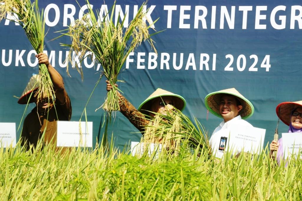 BI & Petani Berhasil Terapkan Budidaya Padi Organik MA -11 di Mukomuko, Hasil Panen Luar Biasa