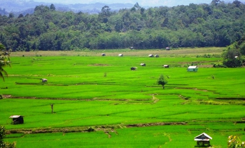 Dinas Pertanian Bengkulu Tengah Dukung Program Pemerintah Pusat