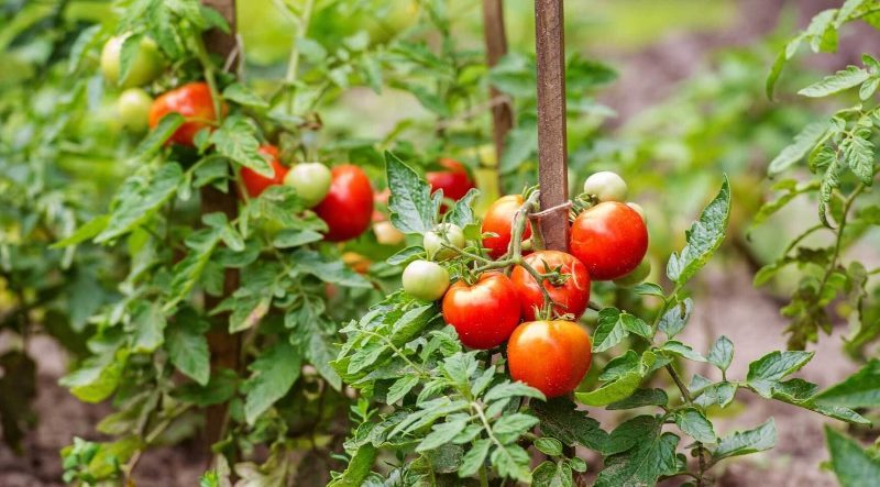 Kiat Sukses Menanam Tomat Untuk Pertanian Rumahan