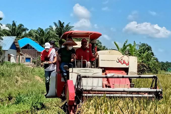 Harga Gabah Bikin Petani Mukomuko Senyum Sumringah