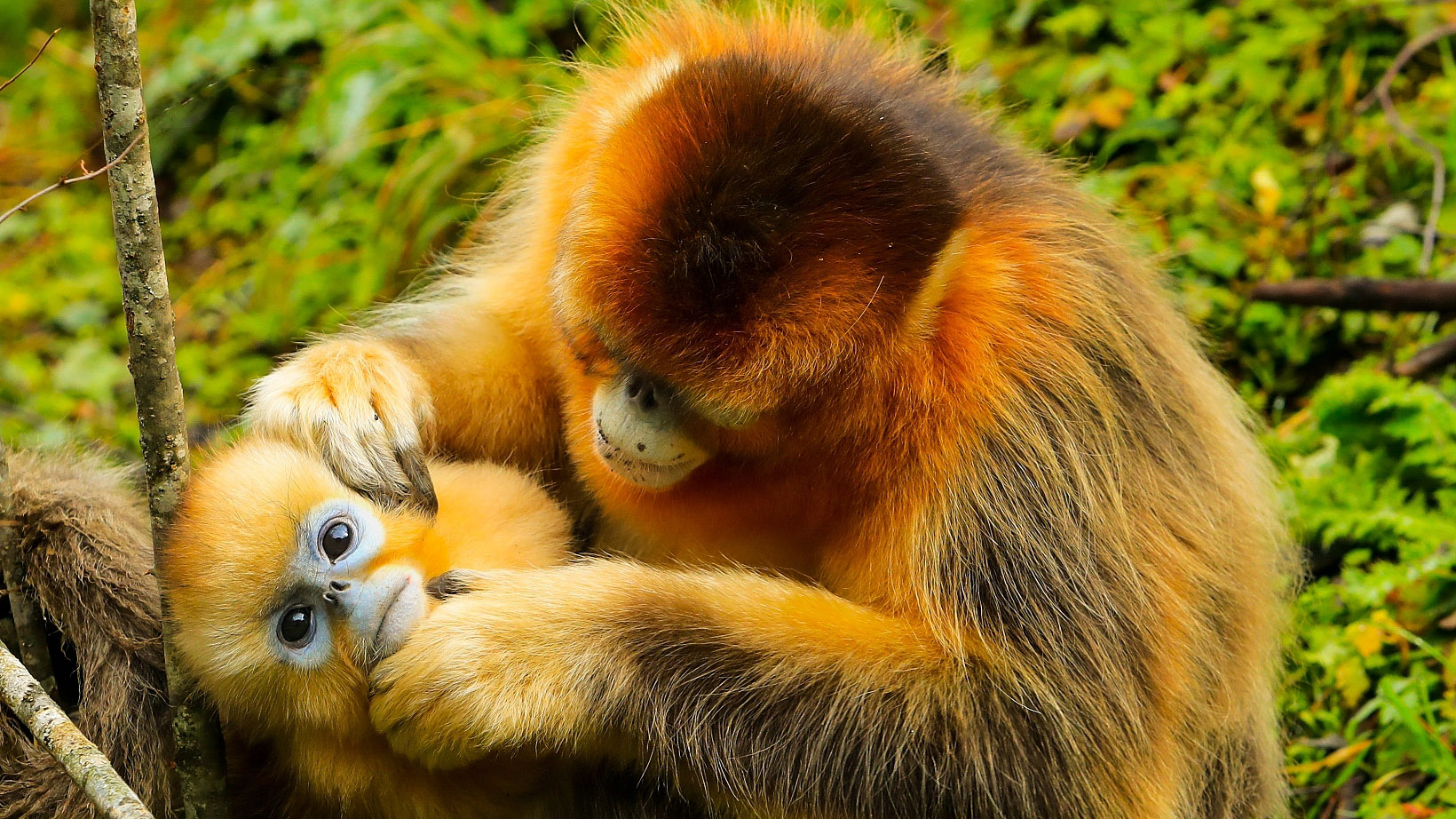 Belum Banyak yang Tahu 10 Jenis Monyet Ini Lucu dan Unik, Ada yang Sudah Langkah Hampir Punah