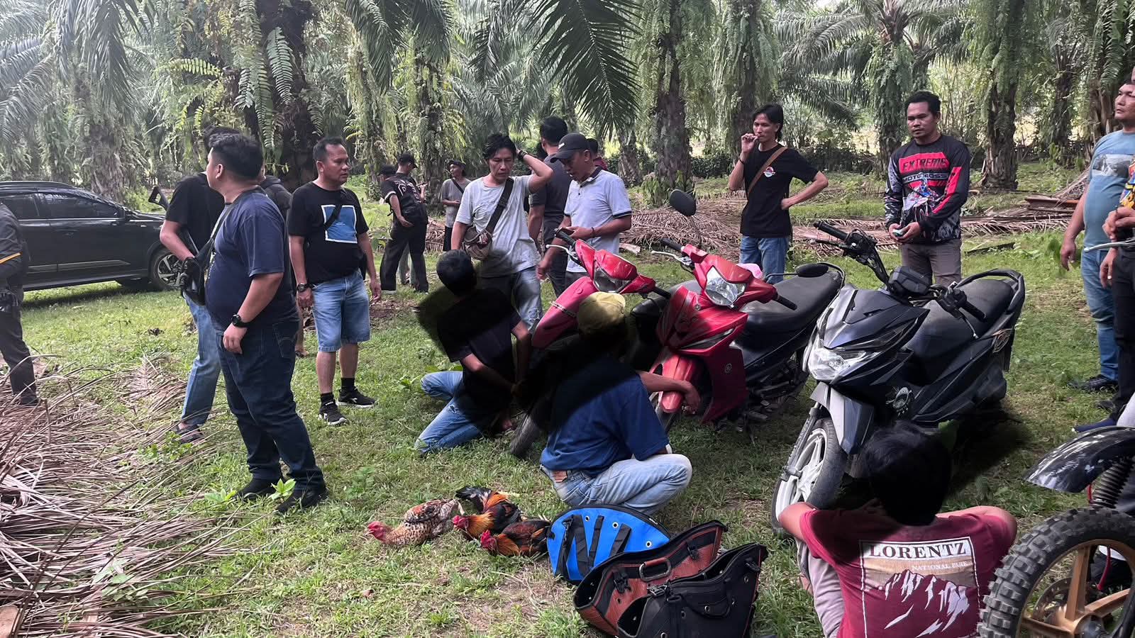 Polres Kaur Grebek Judi Sabung Ayam dan Dadu, Amankan 3 Terduga Pelaku